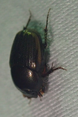 Onthophagus vinctus