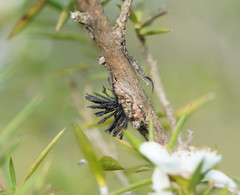 Septobasidium clelandii