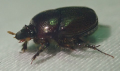 Euonthophagus carbonarius
