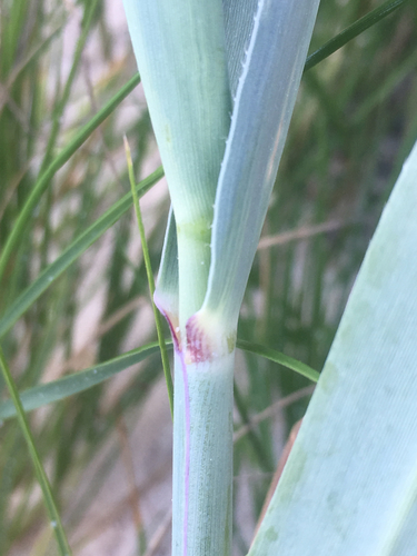 Carrizo (Arundo) (Arundo donax)