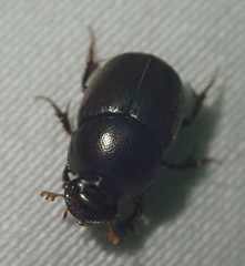 Euonthophagus carbonarius