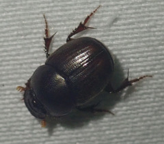 Euonthophagus carbonarius