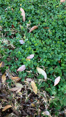 Trifolium repens