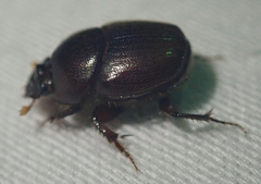 Euonthophagus carbonarius