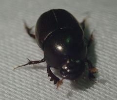Euonthophagus carbonarius