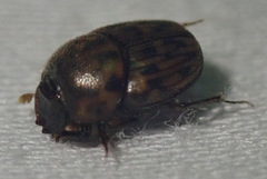 Onthophagus suffusus