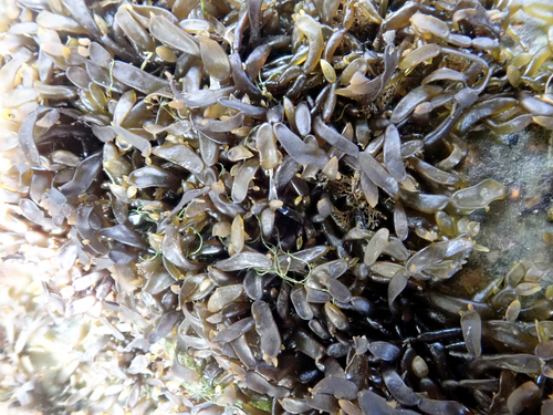 Catenella nipae observed 2025-09-19