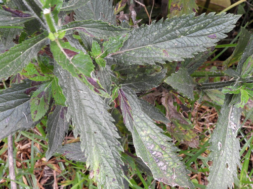 Verbena bonariensis image