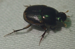 Onthophagus vinctus