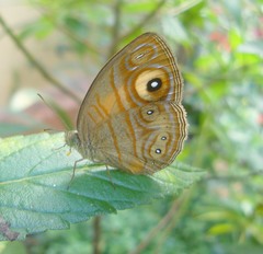 Mycalesis patnia