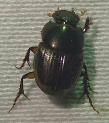 Onthophagus vinctus