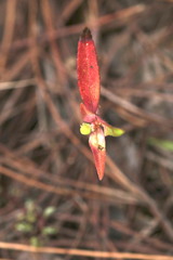 Euphorbia schiedeana