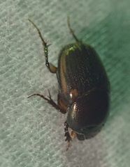Onthophagus vinctus