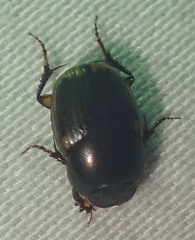 Onthophagus vinctus