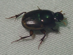 Onthophagus vinctus