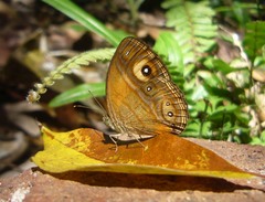 Mycalesis patnia