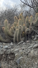 Trichocereus strigosus