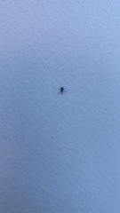 Diptera