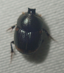 Onthophagus quadrimaculatus