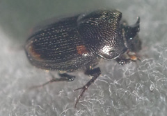 Onthophagus quadrimaculatus