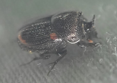 Onthophagus quadrimaculatus