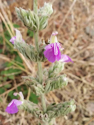 Anisomeles malabarica (Anisomeles malabarica)