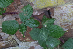 Rubus tuberculatus