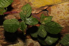 Rubus tuberculatus