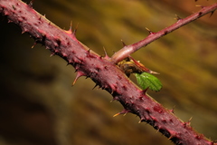 Rubus tuberculatus