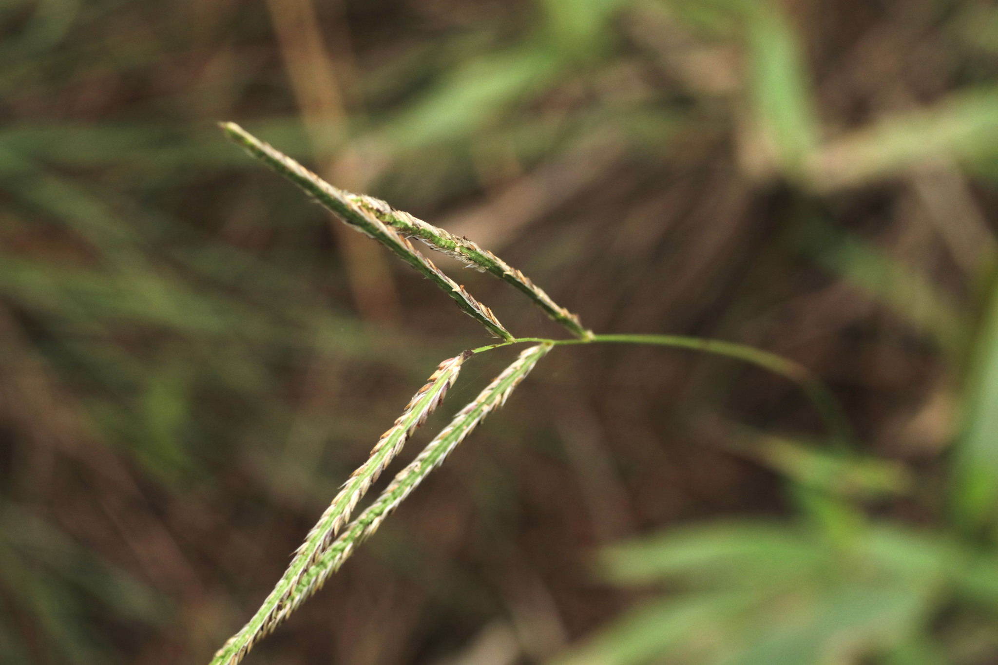 Paspalum humboldtianum