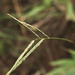 Paspalum humboldtianum - Photo (c) Peach, some rights reserved (CC BY-NC), uploaded by Peach