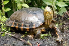 Trachemys dorbigni