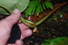 Peperomia hernandiifolia