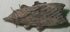 Rhinobombyx cuneata