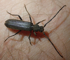 Hypoeschrus ferreirae