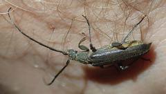 Hypoeschrus ferreirae