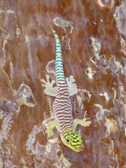 Phelsuma standingi