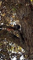 Sciurus carolinensis