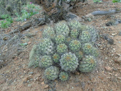 Copiapoa gigantea
