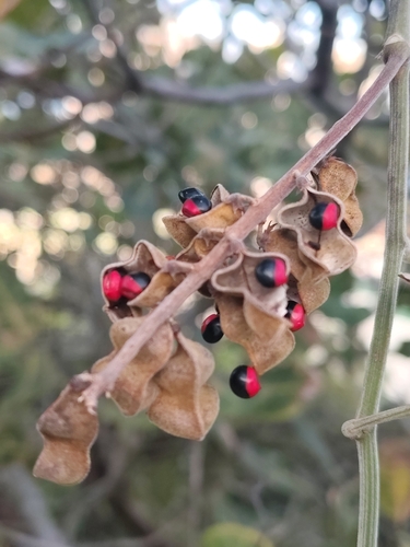 crabseye (Rhynchosia phaseoloides)