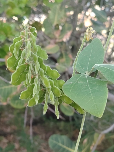 Rhynchosia phaseoloides, photograph 2