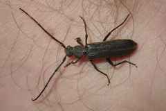 Hypoeschrus ferreirae