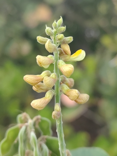 Rhynchosia phaseoloides, photograph 3