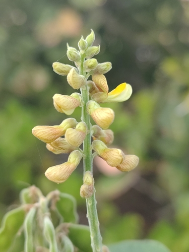 Rhynchosia phaseoloides, photograph 4