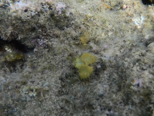 Turbinaria ornata observed 2025-07-07