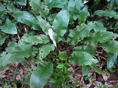 Lagenandra toxicaria