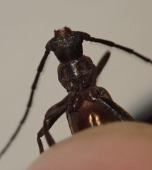 Hypoeschrus ferreirae