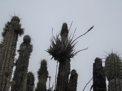 Tillandsia geissei