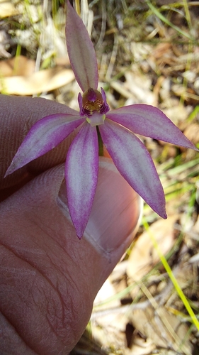 Purple-heart fingers (Caladenia hillmanii)