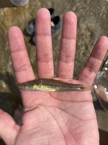 Sleeper (Gobiomorus maculatus) — Eleotridae — 5